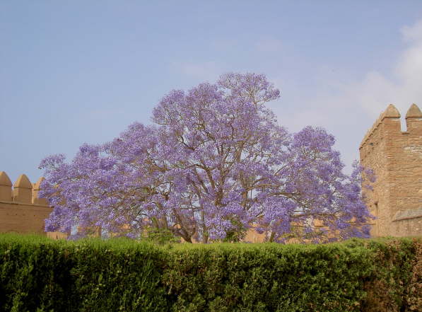 Alcazaba- Jacaranda