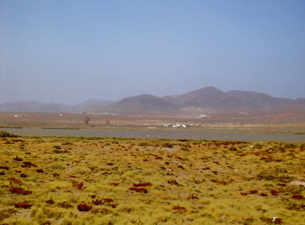 Cabo de Gata- Brackwasser mit Flamingos