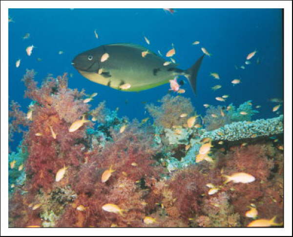 Fische am Riff -Doktorfisch