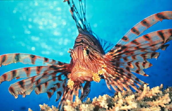 Fische am Riff -Rotfeuerfisch 1