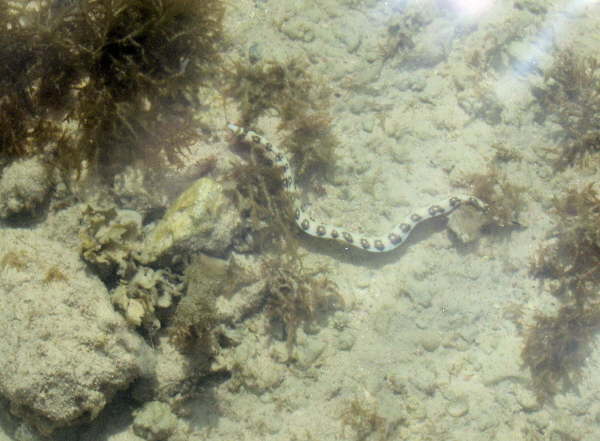 Fische am Riff -Unbenannte Seeschlange