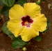 Hibiskus