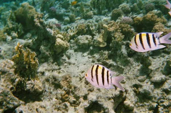 Indipazifischer Sergeant