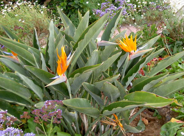 Puerto de la Cruz -Strelitzien-