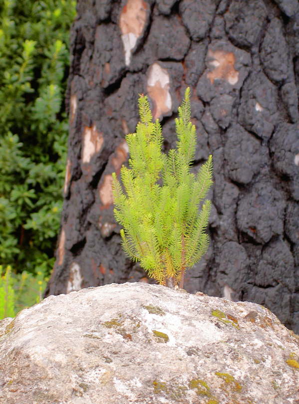 Neues Leben wchst auch aus Granit