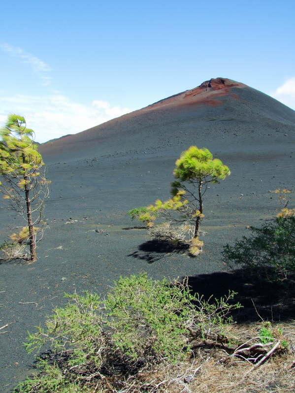 Zartes Grn vor schwarzer Lava
