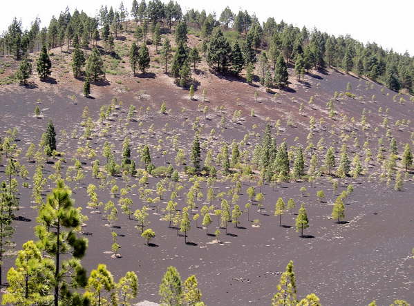 Jede Kiefer ist wichtig fr die Wasserversorgung der Insel