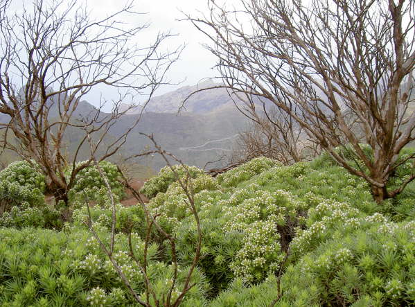 Verbrannte Bsche (schwere Brnde in 2007) und neues Leben